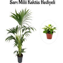 Serada Decor Plant Canlı Yapraklı Areka-Areca Salon Palmiyesi Sevgililer Gününe Özel Sarı Milli Hediyeli