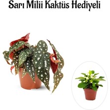 Serada Decor Plant Sevgililer Gününe Özel Hediyelik Çilli Begonya Çiçeği Sarı Milli Kaktüs Hediyeli