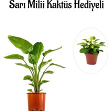 Serada Decor Plant Hediyelik Starliçe Cennet Çiçeği Bitkisi Sevgililer Gününe Özel Sarı Milli Kaktüs Hediyeli