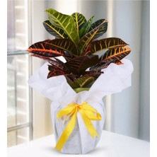 Serada Decor Plant Kraton Çiçeği Yeni Iş Hediyesi Hediye Paketi+Tebrik Kartı