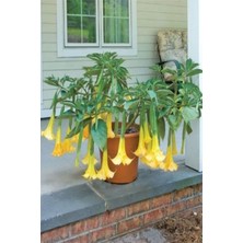 Serada Decor Plant Tüplü Büyük Boy Sarı Renkli Melekleri Borozanı Fidanı