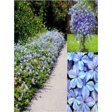 Serada Decor Plant Videolu Yasemin Canlı Bitki Mavi Çiçekli (80 1.20 Cm)1 Adet Dış Mekan Bitkisi Blue Jasmine