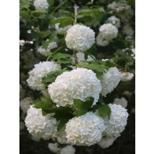 Serada Decor Plant Videolu Beyaz Kartopu Bitkisi Yğun Çiçekli (50 60 Cm)1 Adet Saksılı /tüplü Viburnum Opulus