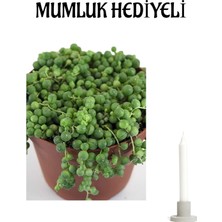 Serada Decor Plant Sevgliler Gününe Özel Tespih-Boncuk Çiçeği Mumluk Hediyeli Ofis Bitkisi