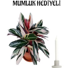 Serada Decor Plant Pembe Yapraklı Dua Çiçeği Sevgililer Gününe Özel Mumluk Hediyeli