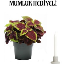 Serada Decor Plant Sevgililer Gününe Özel Rengarenk Renkli Yaprak Güzeli Çiçeği Mumluk Hediyeli