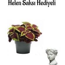 Serada Decor Plant Renkli Yapraklı Yaprak Güzeli Çiçeği Sevgililer Gününe Özel Helen Saksı Hediyeli