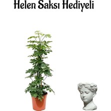 Serada Decor Plant Parlak Yapraklı Yeşil Şeflera Bitkisi Sevgililer Gününe Özel Helen Saksı Hediyeli