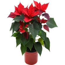 Serada Decor Plant Videolu Atatürk Çiçeği (25 35 Cm)1 Adet Saksılı Hediyelik Çiçekli Bodur Bitkisi Poinsettia