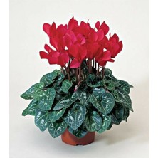 Serada Decor Plant Sıklamen Çiçeği Kırmızı - Cyclamen 20-30 cm Çiçekli Bodur Bitki