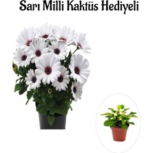 Serada Decor Plant Hediyelik Beyaz Bodrum Papatyası Sevgilier Gününe Özel Sarı Milli Kaktüs Hediyeli