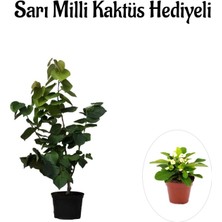 Serada Decor Plant Harika Kokulu Mor Leylak Fidanı Sevgililer Gününe Özel Sarı Milli Kaktüs Hediyeli
