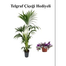 Serada Decor Plant Canlı Yapraklı Areka-Areca Salon Palmiyesi Sevgililer Gününe Özel Telgraf Hediyeli
