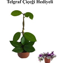 Serada Decor Plant Sevgililer Gününe Özel Beyaz Renk Hoya-Mum Çiçeği Telgraf Hediyeli