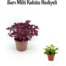Serada Decor Plant Sevgililer Gününe Özel Çingene Şalvarı|iresine Herbtis Bitkisi Sarı Milli Kaktüs Hediyeli