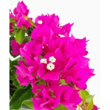 Serada Decor Plant Videolu Fuşya Pembe Begonvil (30 50 Cm)1 Adet Saksılı Çiçekli Bahçe/ Balkon Bitkisi Bougainvillea