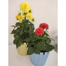 Serada Decor Plant Videolu 2'li Kırmızı/sarı Yıldız Dahlia Çiçeği 15-30 cm Saksılı Iç Mekan Bitkileri Starflower