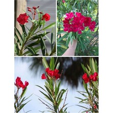 Serada Decor Plant Videolu Zakkum Çiçegi Kırmızı Renk (70 100 Cm) 1 Adet Tüplü Zakkum Fidanı Red Oleander