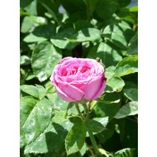 Serada Decor Plant Videolu Yediveren Pembe Renkli Kokulu (40 60 Cm) 1 Adet Saksılı Aşılı Gül Pink Rose