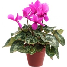 Serada Decor Plant Koyu Pembe Siklamen Çiçeği ( 15 Cmlik Saksıda - Boyu 30-40 Cm) Sıklamen Çiçeği