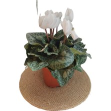 Serada Decor Plant Sıklamen Çiçeği Beyaz - Cyclamen 20-30 cm Çiçekli Bodur Bitki
