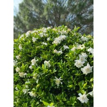 Serada Decor Plant Videolu Kokulu Gardenya Çiçeği (40 60 Cm)1 Adet Saksılı Çiçekli Iç/ Dış Mekan Bitkisi Gardenia
