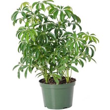 Serada Decor Plant Videolu Sevgililer Gününe Özel Şeflera Çiçeği (20 50 Cm)1 Adet Saksılı Ev Ofis Bitkisi Schefflera