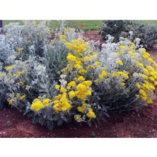 Serada Decor Plant Bahçe Külü Çiçeği Fidanı Saksılı 40 cm 60 cm