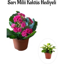 Serada Decor Plant Sevgililer Gününe Özel Pembe Renk Kalanşo-Emel Hanım Çiçeği Sarı Milii Hediyeli