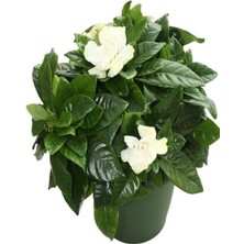 Serada Decor Plant Hediyelik Mis Kokulu Gardenya Çiçeği Sevgililer Gününe Özel Tül