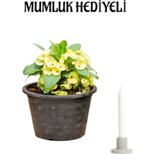Serada Decor Plant Sarı Renk Milli Dikenler Tacı Çiçeği Sevgililer Gününe Özel Mumluk Hediyeli Bitki