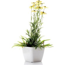 Serada Decor Plant Videolu Europs Papatyası (Sarı Papatya) (5,5 10 Cm) 1 Adet Tüplü/saksılı Papatya Yellow Daisy