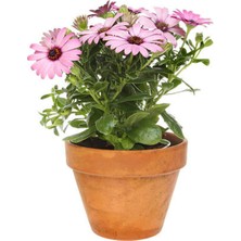 Serada Decor Plant Videolu Bodrum Papatyası Pembe Renkli(20 35 Cm) 1 Adet Saksılı Begonia Semperflorens