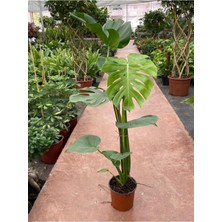 Serada Decor Plant Deve Tabanı Monstera Deliciosa Ithal Orta Boy