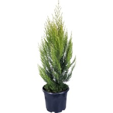 Serada Decor Plant Limon Çamı Limoni Servi 70 80 cm