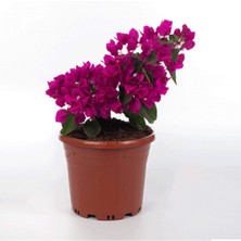 Serada Decor Plant Bodur Begonvil