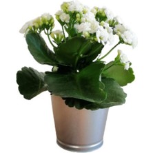 Serada Decor Plant Kalanchoe - Kalanşo Çiçeği (Beyaz Çiçekli)