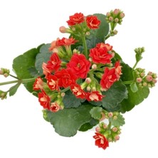 Serada Decor Plant Kalanchoe (Kalanşo) Kırmızı