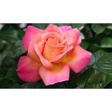 Serada Decor Plant Saksılı Eflatun Sarı Gül Fidanı