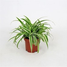 Serada Decor Plant Chlorophytum Comosum Kurdele Çiçeği