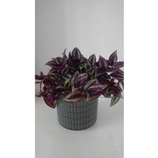 Serada Decor Plant Telgraf Çiçeği Askılı Saksı Tradescantia Zebrina Çiçeği