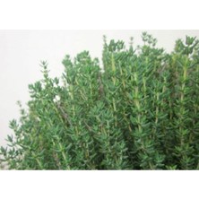 Serada Decor Plant Videolu 1 Adet Mis Kokulu Kekik Çiçeği Fidanı 20-30 cm Tüplü Çiçekli Bodur Bitkiler Thyme