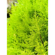 Serada Decor Plant Videolu Limon Çamı Kokulu Limoni Selvi (50-70 Cm)1 Adet Saksılı Dış Mekan Ağaç Cupressus Macrocarpa