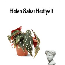 Serada Decor Plant Muhteşem Yapraklı Çilli Begonya Çiçeği Sevgililer Gününe Özel Helen Saksı Hediyeli