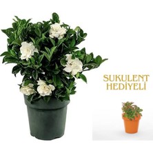 Serada Decor Plant Videolu 1 Adet Sevgililer Gününe Özel Gardenya Çiçeği 20-30CM Saksılı Sukulent Hediye Gardenia