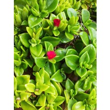 Serada Decor Plant Videolu 2 Adet Mor Renk Buz Çiçeği 5-15 cm Saksılı Çiçekli Bodur Bitkiler Mesembryanthemum