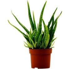 Serada Decor Plant Tüketilebilir Bol Yavrulu Aloevera Bitkisi-Sarı Sabır ( Büyük Boy)