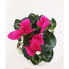 Serada Decor Plant Sıklamen Çiçeği - Cyclamen 20-30 cm Hediyelik Bitki
