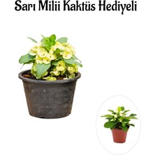 Serada Decor Plant Sarı Çiçekli Milli Dikenler Tacı Sevgililer Gününe Özel Sarı Milii Kaktüs Hediyeli