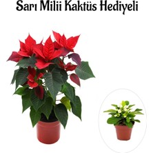 Serada Decor Plant Sevgililer Gününe Özel Ponsetya Atatürk Çiçeği Sarı Milli Kaktüs Hediyeli